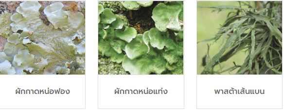 ตัวอย่างไลเคนกลุ่มอากาศดี ตัวอย่างไลเคนกลุ่มอากาศดี