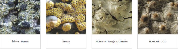 ตัวอย่างไลเคนกลุ่มทนทานมลพิษสูง ตัวอย่างไลเคนกลุ่มทนทานมลพิษสูง