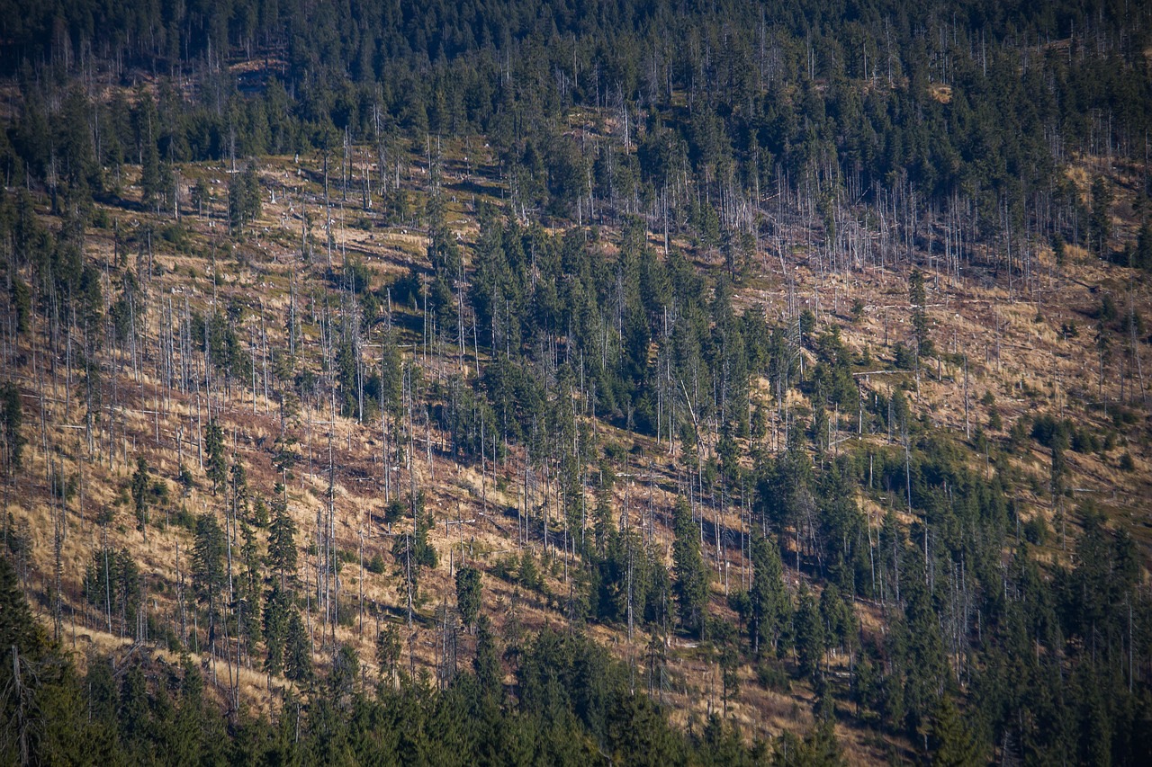 ป่าสนถูกทำลาย