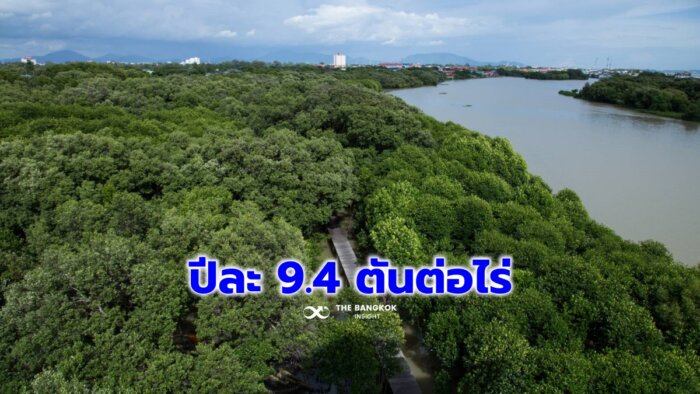 ป่าชายเลนไทยดูดกลับคาร์บอนกว่าปีละ 9.4 ตันต่อไร่ ป่าชายเลนไทยดูดกลับคาร์บอนกว่าปีละ 9.4 ตันต่อไร่