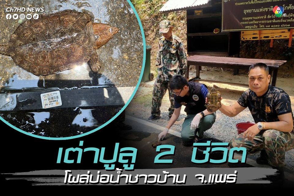 เต่าปูลู 2 ชีวิตโผล่บ่อน้ำ ชาวบ้านมอบให้อุทยานฯ เวียงโกศัย เต่าปูลู 2 ชีวิตโผล่บ่อน้ำ ชาวบ้านมอบให้อุทยานฯ เวียงโกศัย