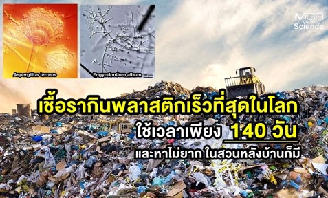 นักวิทย์ฯ ออสซี่ พบเชื้อรากินพลาสติกเร็วที่สุดในโลก 2 ชนิด ใช้เวลา 140 วัน กลายเป็นความหวังใหม่ในการกำจัดขยะพลาสติก นักวิทย์ฯ ออสซี่ พบเชื้อรากินพลาสติกเร็วที่สุดในโลก 2 ชนิด ใช้เวลา 140 วัน กลายเป็นความหวังใหม่ในการกำจัดขยะพลาสติก
