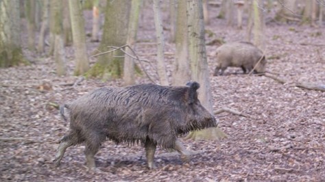 หมูป่ากำลังหาอาหารในป่า หมูป่ากำลังหาอาหารในป่า