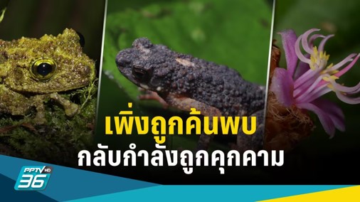 สิ่งมีชีวิตที่เพิ่งถูกค้นพบในลุ่มแม่น้ำโขง