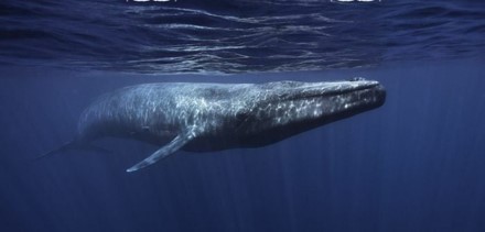 วาฬสีน้ำเงินว่ายอยู่ในมหาสมุทร