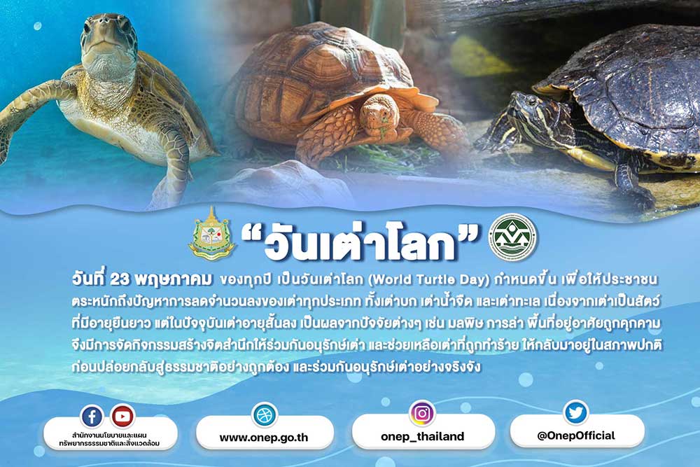 วันที่ 23 พฤษภาคม ของทุกปี เป็นวันเต่าโลก (World Turtle Day) เป็นวันที่กำหนดขึ้น เพื่อให้ประชาชนตระหนักถึงปัญหาการลดจำนวนลงของเต่าทุกประเภท ทั้งเต่าบก เต่าน้ำจืด และเต่าทะเล เนื่องจากเต่าเป็นสัตว์ที่มีอายุยืนยาว แต่ในปัจจุบันเต่าอายุสั้นลง เป็นผลจากปัจจัยต่างๆ เช่น มลพิษ การล่า พื้นที่อยู่อาศัยถูกคุกคาม จึงมีการจัดกิจกรรมสร้างจิตสำนึกให้ร่วมกันอนุรักษ์เต่า และช่วยเหลือเต่าบกและเต่าทะเลที่ถูกทำร้าย ให้กลับมาอยู่ในสภาพปกติ ก่อนปล่อยกลับสู่ธรรมชาติอย่างถูกต้อง และร่วมกันอนุรักษ์เต่าอย่างจริงจัง
จะรักษ์เต่าอย่างไรให้ถูกวิธี
รู้หรือไม่? เต่าแต่ละชนิดมีที่อยู่อาศัยที่แตกต่างกัน และไม่ใช่เต่าทุกชนิดจะว่ายน้ำได้
เต่าบก ว่ายน้ำไม่เป็น ถ้าปล่อยลงน้ำจะจม เนื่องจากกระดองเต่ามีน้ำหนักมาก
เต่าน้ำจืด ว่ายน้ำได้แต่ต้องการพื้นดินไว้พักในการว่ายน้ำด้วย
เต่าทะเล อาศัยอยู่ในทะเล ยกเว้นตอนวางไข่ จะขึ้นมาวางไข่บนบก