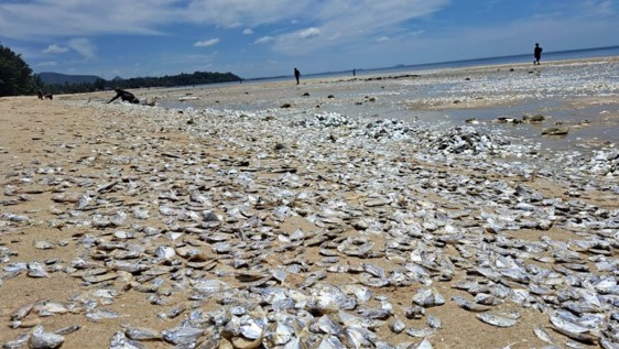 ปลาตายนับพันเกยหาดอยู่ที่หาดทุ่งวัวแล่น จังหวัดชุมพร ปลาตายนับพันเกยหาดอยู่ที่หาดทุ่งวัวแล่น จังหวัดชุมพร