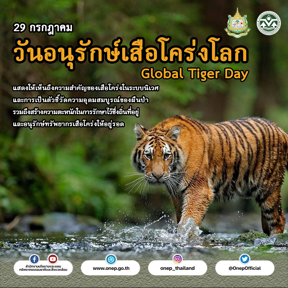 วันที่ 29 กรกฎาคม วันอนุรักษ์เสือโคร่งโลก วันที่ 29 กรกฎาคม วันอนุรักษ์เสือโคร่งโลก