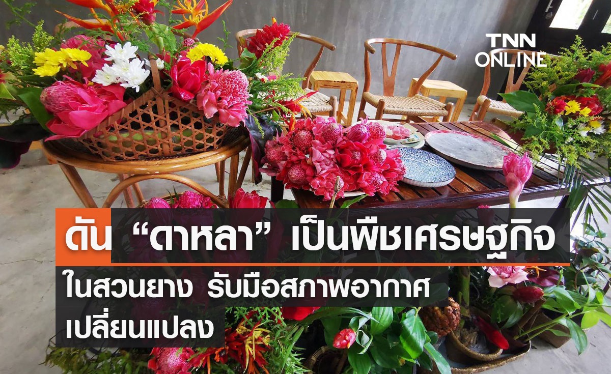 ดัน “ดาหลา” เป็นพืชเศรษฐกิจ ในสวนยาง รับมือสภาพอากาศเปลี่ยนแปลง ดัน “ดาหลา” เป็นพืชเศรษฐกิจ ในสวนยาง รับมือสภาพอากาศเปลี่ยนแปลง