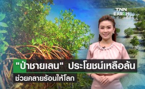 ป่าชายเลน ช่วยคลายร้อนให้โลก ป่าชายเลน ช่วยคลายร้อนให้โลก