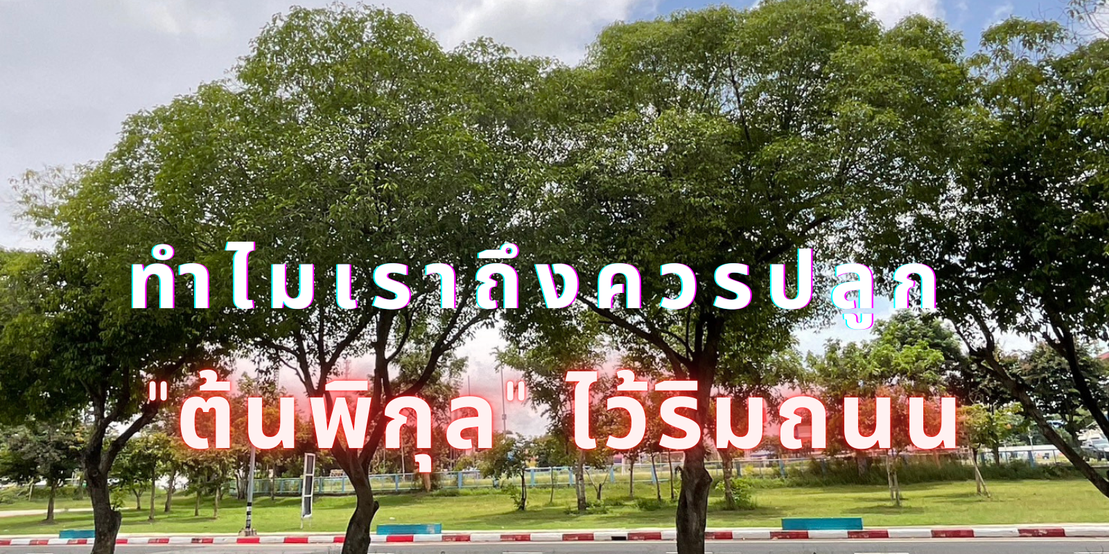 ต้นพิกุล ต้นพิกุล