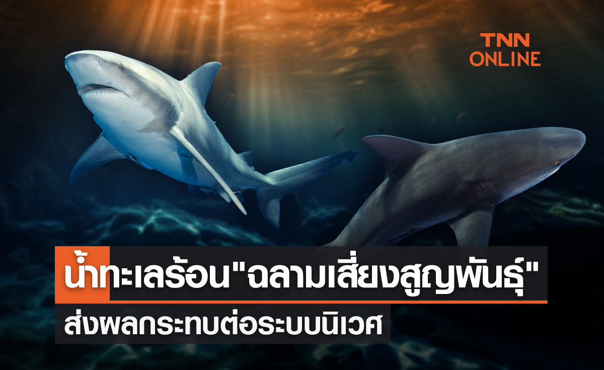 น้ำทะเลร้อนฉลามเสี่ยงสูญพันธุ์ น้ำทะเลร้อนฉลามเสี่ยงสูญพันธุ์