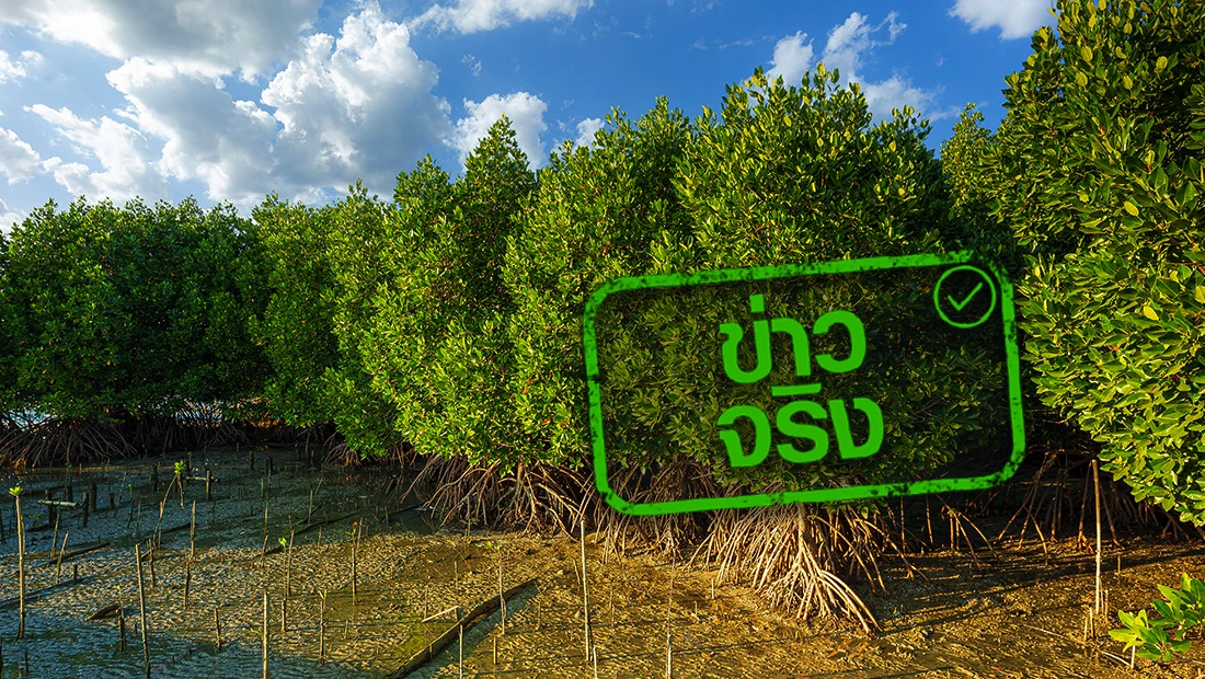 ทส. เพิ่มป่าชายเลน 3 แสนไร่ สร้างคาร์บอนเครดิต จริงหรือ? ทส. เพิ่มป่าชายเลน 3 แสนไร่ สร้างคาร์บอนเครดิต จริงหรือ?