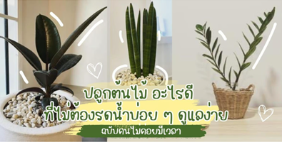 ปลูกต้นไม้อะไรดี ที่ไม่ต้องรดน้ำบ่อยๆ ดูแลง่าย