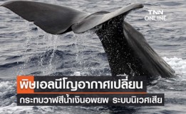 วาฬสีน้ำเงินอพยพ ทำให้เกิดผลกระทบต่อระบบนิเวศ