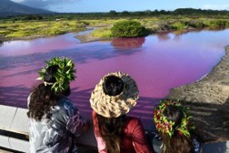 น้ำในบ่อ Kealia Pond ที่เปลี่ยนเป็นสีชมพู น้ำในบ่อ Kealia Pond ที่เปลี่ยนเป็นสีชมพู