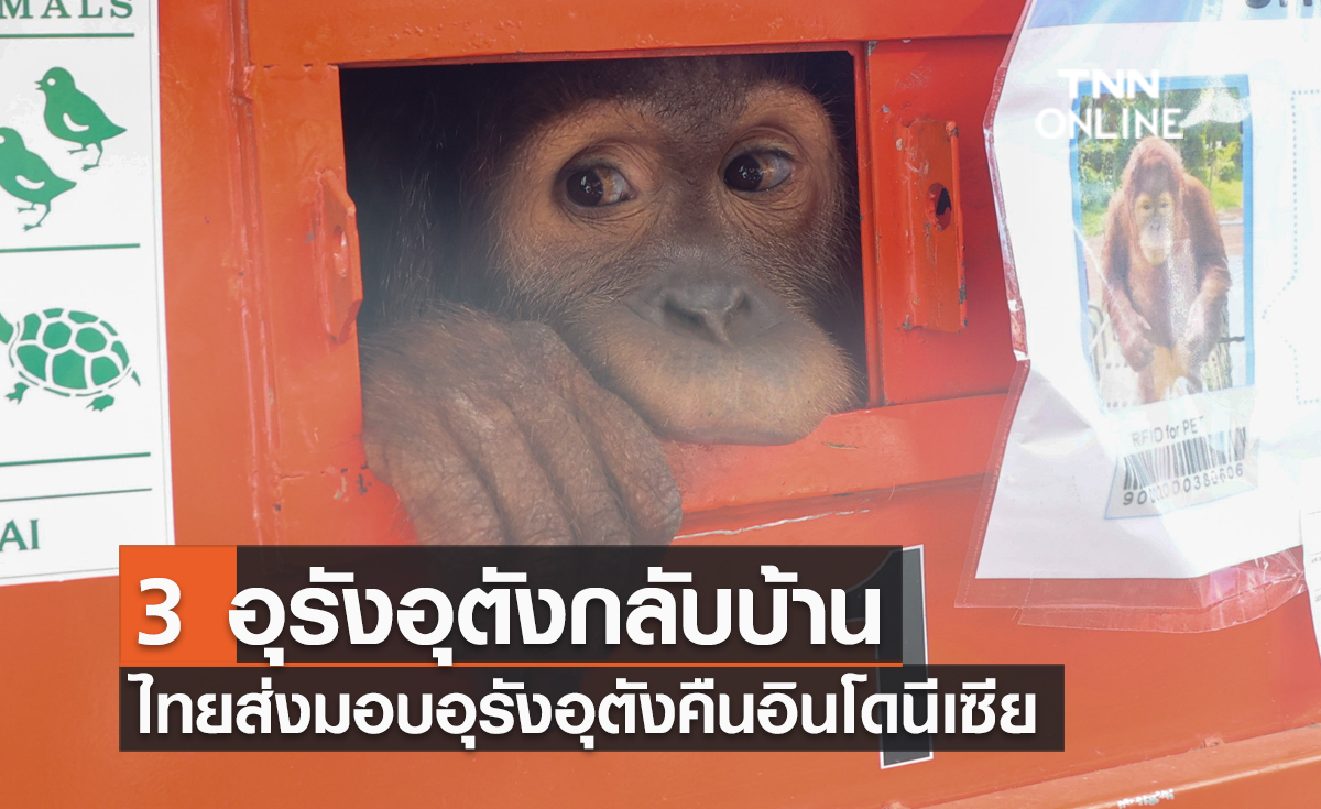 3 อุรังอุตังกลับบ้าน ไทยส่งมอบอุรังอุตังคืนอินโดนีเซีย 3 อุรังอุตังกลับบ้าน ไทยส่งมอบอุรังอุตังคืนอินโดนีเซีย