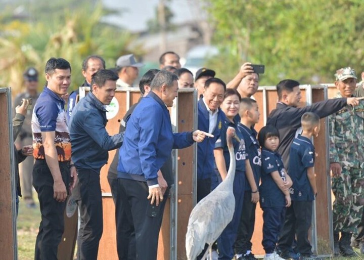 พัชรวาท ปล่อยพันธุ์นกกระเรียนท้องถิ่น 10 ตัว ที่บุรีรัมย์ คงความหลากหลายทางชีวภาพ พัชรวาท ปล่อยพันธุ์นกกระเรียนท้องถิ่น 10 ตัว ที่บุรีรัมย์ คงความหลากหลายทางชีวภาพ