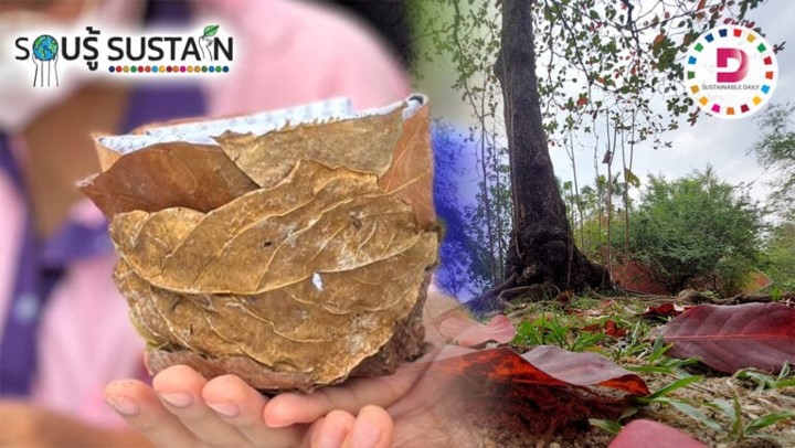 นวัตกรรมสิ่งแวดล้อม “Re-leaf” กระถางจากเศษใบไม้-เพิ่มมูลค่า-ลดขยะ นวัตกรรมสิ่งแวดล้อม “Re-leaf” กระถางจากเศษใบไม้-เพิ่มมูลค่า-ลดขยะ