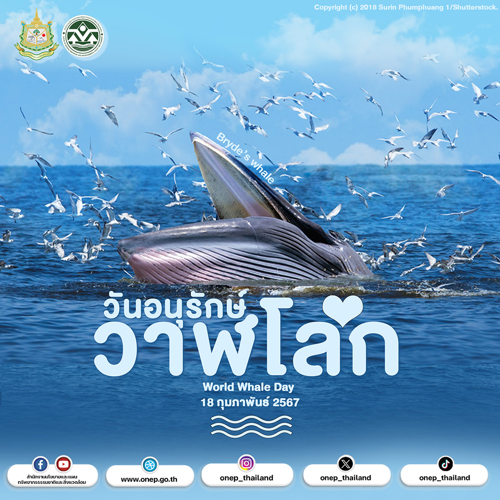 18 กุมภาพันธ์ พ.ศ. 2567 วันอนุรักษ์วาฬโลก (World Whale Day)