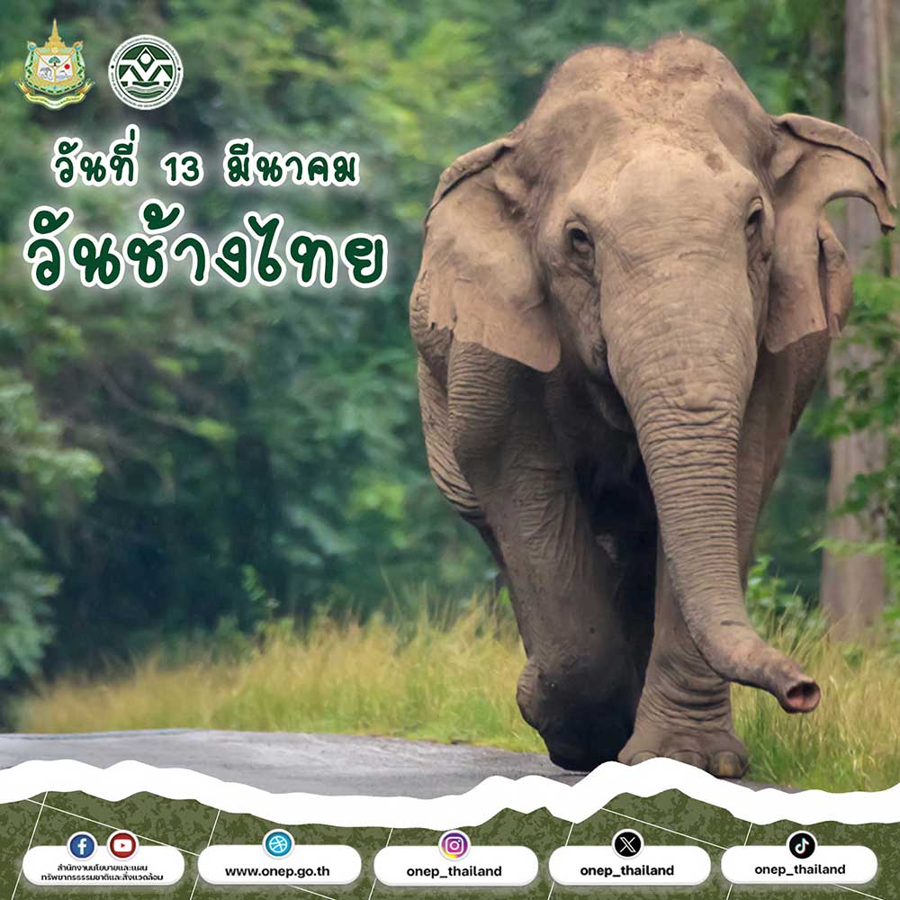 วันที่ 13 มีนาคม วันช้างไทย วันที่ 13 มีนาคม วันช้างไทย