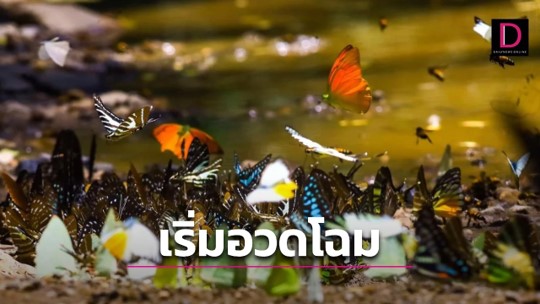 เริ่มแล้ว! ฝูงผีเสื้อแคมป์บ้านกร่าง หลากสายพันธุ์บินอวดโฉมผืนป่ามรดกโลก เริ่มแล้ว! ฝูงผีเสื้อแคมป์บ้านกร่าง หลากสายพันธุ์บินอวดโฉมผืนป่ามรดกโลก