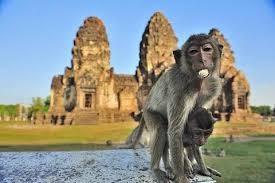 ทส. สั่งตั้งศูนย์ปฏิบัติการแก้ปัญหา ‘ลิงลพบุรี’ ทส. สั่งตั้งศูนย์ปฏิบัติการแก้ปัญหา ‘ลิงลพบุรี’