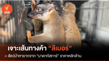 เจาะเส้นทางค้า "ลีเมอร์" สัตว์ป่าหายากมาดากัสการ์ เจาะเส้นทางค้า "ลีเมอร์" สัตว์ป่าหายากมาดากัสการ์