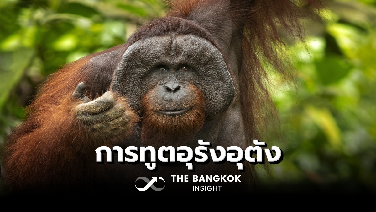 ลิงอุรังอุตัง ลิงอุรังอุตัง