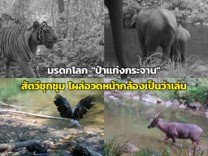 ป่าแก่งกระจาน แหล่งมรดกโลกมีความอุดมสมบูรณ์ทางพันธุ์พืช และสัตว์ป่า ป่าแก่งกระจาน แหล่งมรดกโลกมีความอุดมสมบูรณ์ทางพันธุ์พืช และสัตว์ป่า