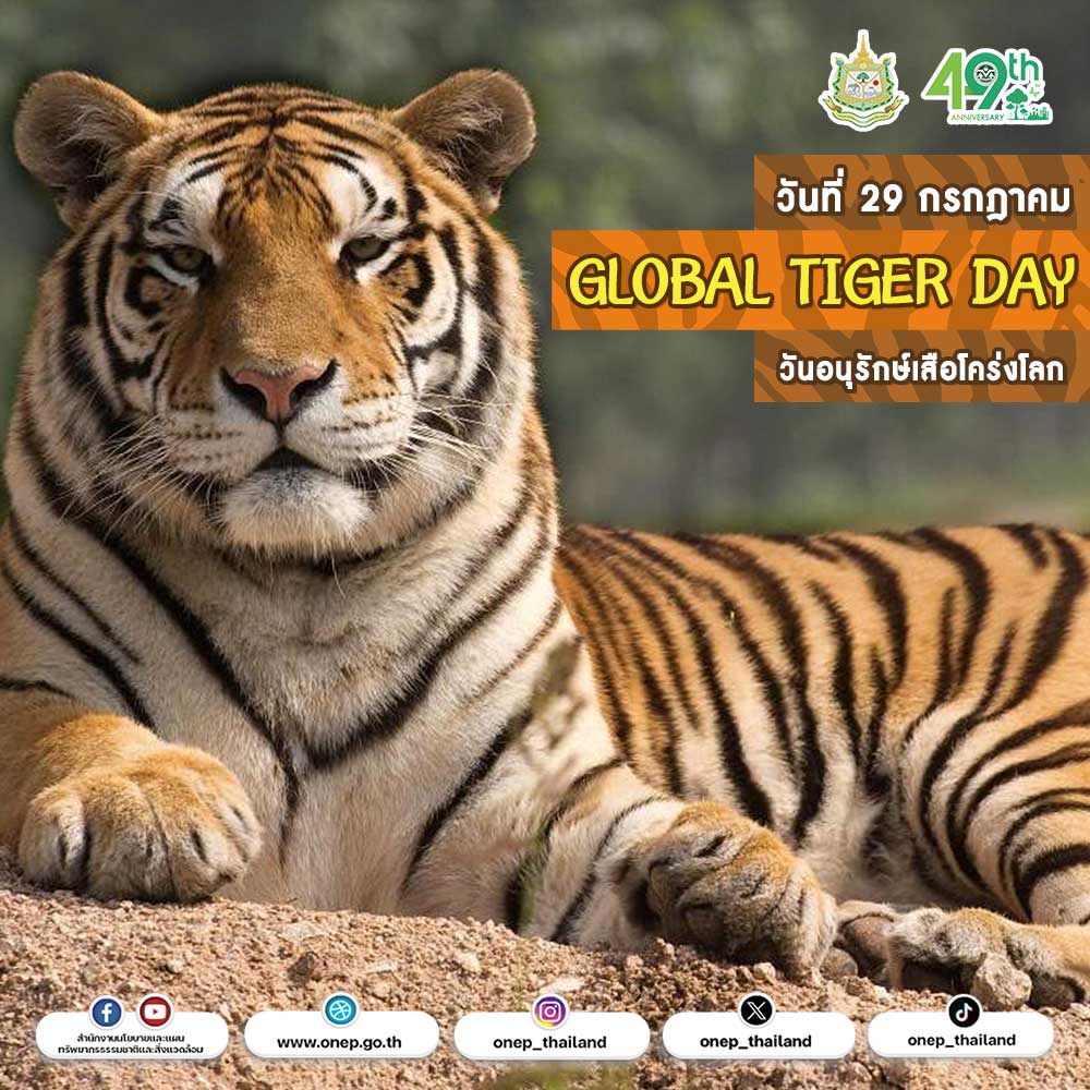 วันที่ 29 กรกฎาคม วันอนุรักษ์เสือโคร่งโลก