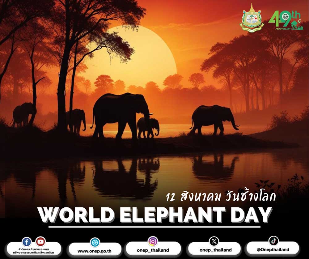 วันช้างโลก (World Elephant Day) วันช้างโลก (World Elephant Day)