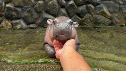 เพจด้านสิ่งแวดล้อมชี้ “หมูเด้ง” ฮิปโปแคระ คือความน่ารักที่ใกล้สูญพันธุ์ เพจด้านสิ่งแวดล้อมชี้ “หมูเด้ง” ฮิปโปแคระ คือความน่ารักที่ใกล้สูญพันธุ์