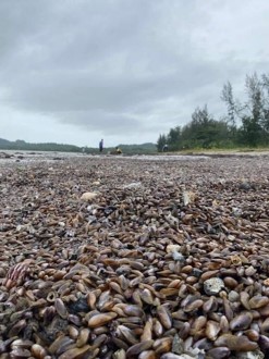ดร.ธรณ์ ไขปริศนา หอยกะพงเกลื่อนหาดปากบารา ยัน ไม่เกี่ยวสึนามิ ดร.ธรณ์ ไขปริศนา หอยกะพงเกลื่อนหาดปากบารา ยัน ไม่เกี่ยวสึนามิ
