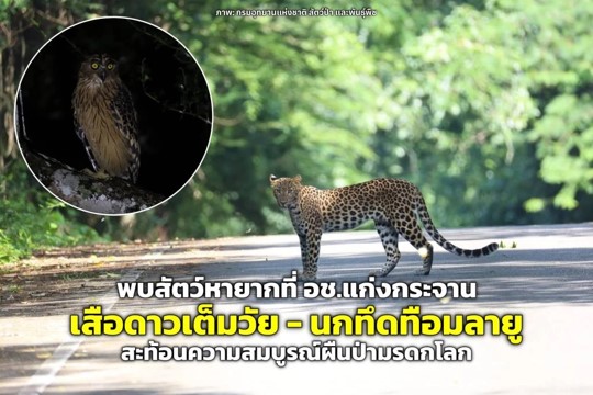 พบ “เสือดาวเต็มวัย - นกทึดทือมลายู” สัตว์หายากที่แก่งกระจาน สะท้อนความสมบูรณ์ผืนป่ามรดกโลก พบ “เสือดาวเต็มวัย - นกทึดทือมลายู” สัตว์หายากที่แก่งกระจาน สะท้อนความสมบูรณ์ผืนป่ามรดกโลก