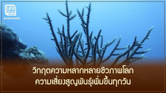 วิกฤตความหลากหลายชีวภาพโลก : ความเสี่ยงสูญพันธุ์เพิ่มขึ้นทุกวัน วิกฤตความหลากหลายชีวภาพโลก : ความเสี่ยงสูญพันธุ์เพิ่มขึ้นทุกวัน