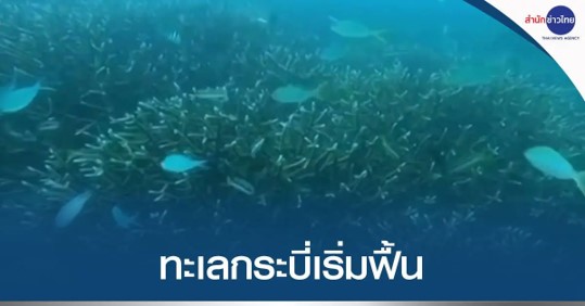ระบบนิเวศใต้ทะเลกระบี่เริ่มฟื้นตัว ระบบนิเวศใต้ทะเลกระบี่เริ่มฟื้นตัว