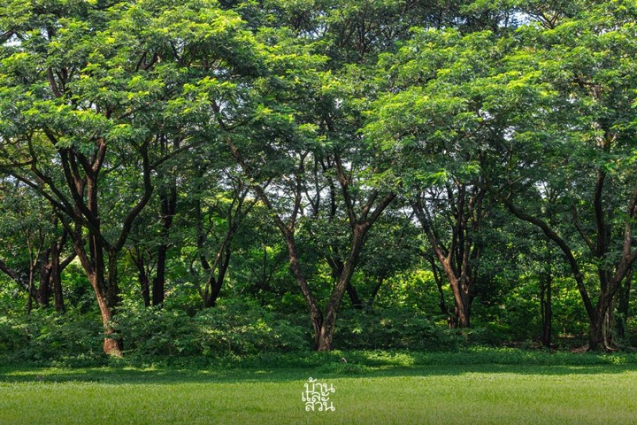 ความหลากหลายทางชีวภาพในพื้นที่กรุงเทพมหานคร ความหลากหลายทางชีวภาพในพื้นที่กรุงเทพมหานคร