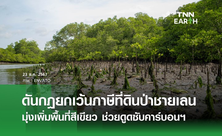 ดันกฎหมายยกเว้นภาษีป่าชายเลน เพื่อเพิ่มพื้นที่สีเขียว ดันกฎหมายยกเว้นภาษีป่าชายเลน เพื่อเพิ่มพื้นที่สีเขียว