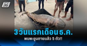 นักวิชาการสิ่งแวดล้อมเดือด! 3 วันแรกเดือน ธ.ค. พะยูนตายแล้ว 5 ตัว นักวิชาการสิ่งแวดล้อมเดือด! 3 วันแรกเดือน ธ.ค. พะยูนตายแล้ว 5 ตัว