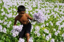 สตาร์ทอัพเคนยา กำจัด 'ผักตบชวา' นำมาผลิตพลาสติกชีวภาพ สตาร์ทอัพเคนยา กำจัด 'ผักตบชวา' นำมาผลิตพลาสติกชีวภาพ