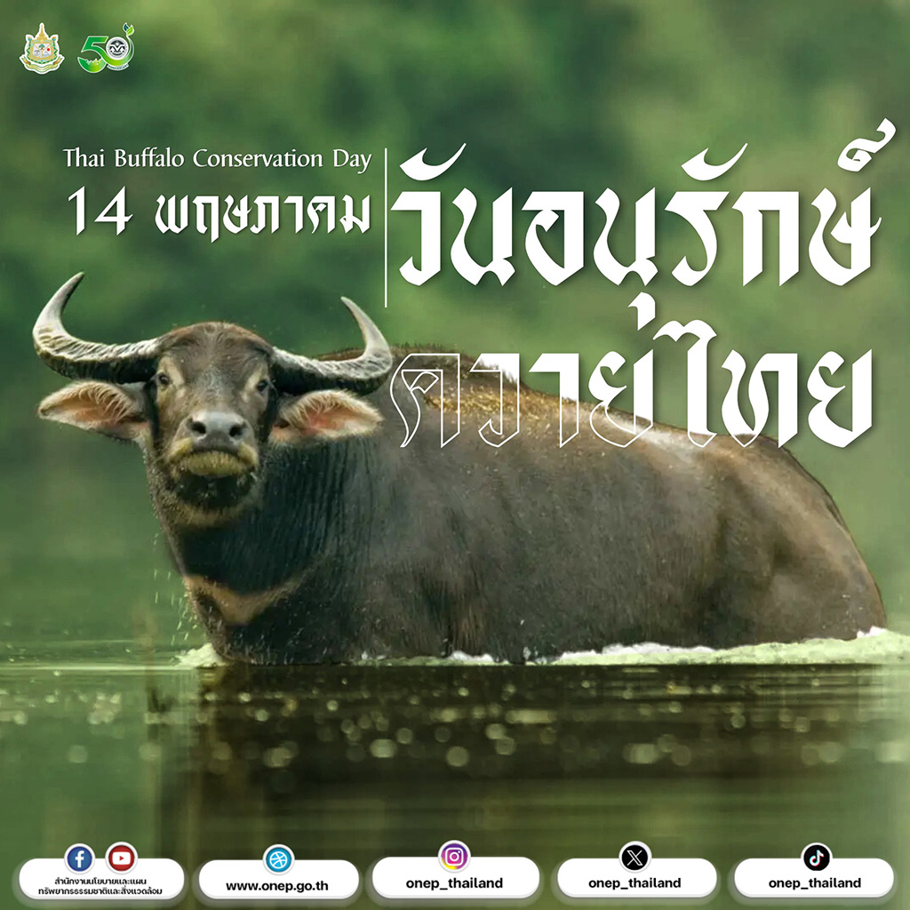 14 พฤษภาคม วันอนุรักษ์ควายไทย