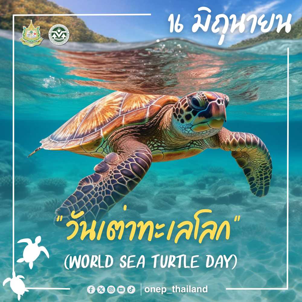 16 มิถุนายน ของทุกปี เป็น “วันเต่าทะเลโลก” (World Sea Turtle Day) 16 มิถุนายน ของทุกปี เป็น “วันเต่าทะเลโลก” (World Sea Turtle Day)