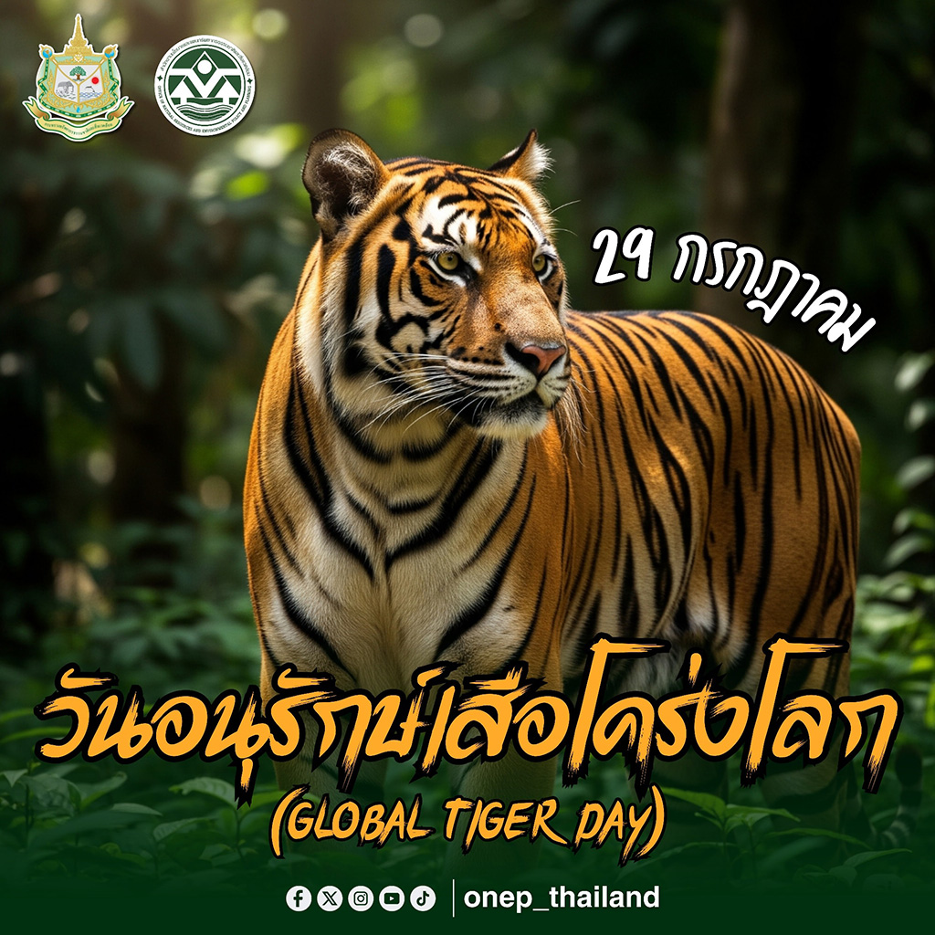 29 กรกฎาคม "วันอนุรักษ์เสือโคร่งโลก"