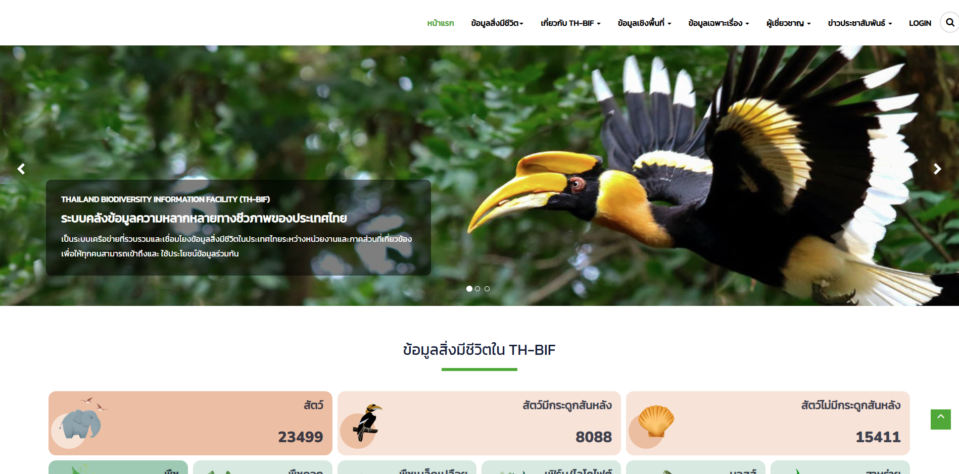 ฐานข้อมูล th-bif_01