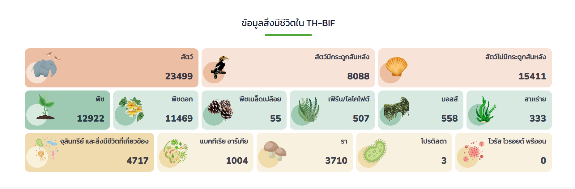 ฐานข้อมูล th-bif_02