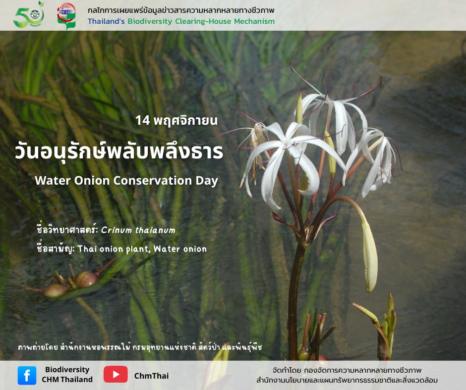 14 พฤศจิกายน วันอนุรักษ์พลับพลึงธาร