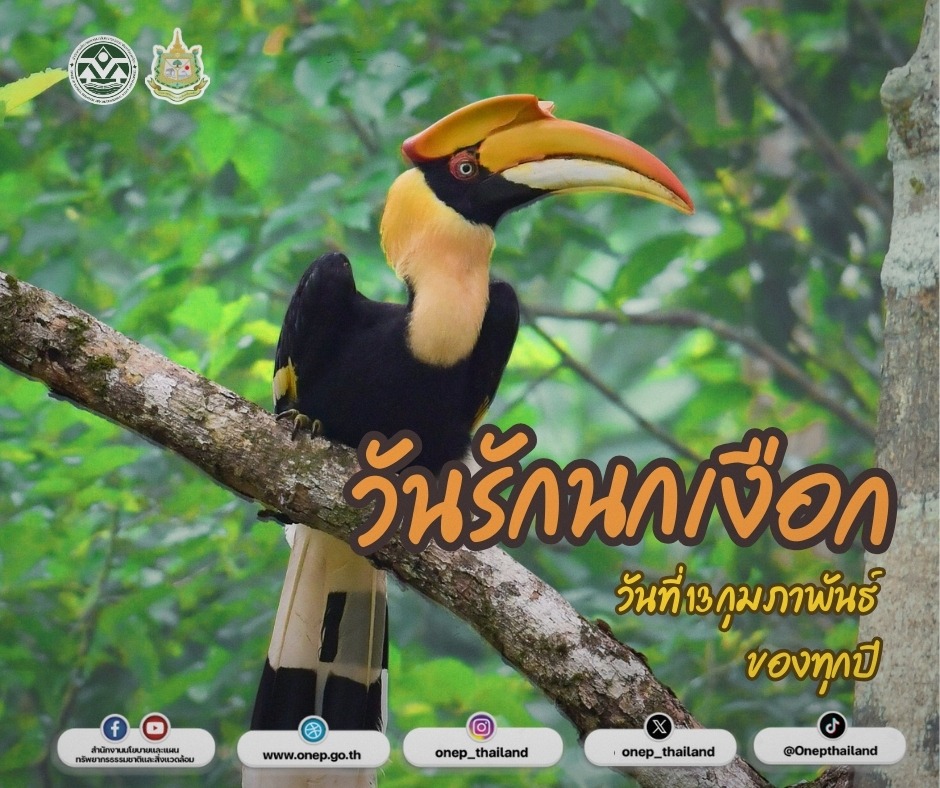 13 กุมภาพันธ์ วันรักนกเงือก