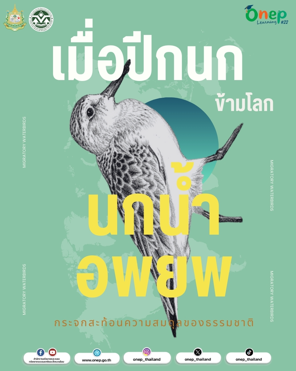 ONEP Learning #22 “เมื่อปีกนกข้ามโลก : นกน้ำอพยพ กระจกสะท้อนความสมดุลของธรรมชาติ”