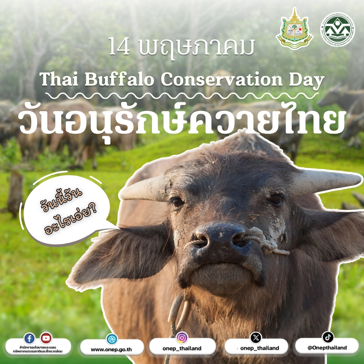 14 พฤษภาคม “วันอนุรักษ์ควายไทย” 14 พฤษภาคม “วันอนุรักษ์ควายไทย”